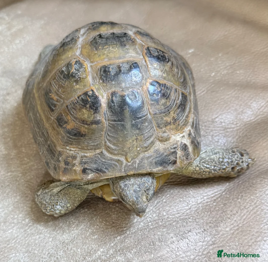 Tortoise reptiles for sale: Horsfield Tortoise for sale - Advert 2