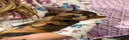 Cocker Spaniel dogs for sale: Beautiful Kc reg show type cocker spaniels  - Advert 8