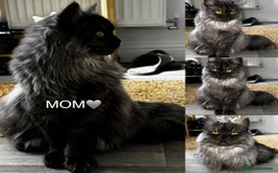 Persian cats for sale: Persian kittens - Image 16