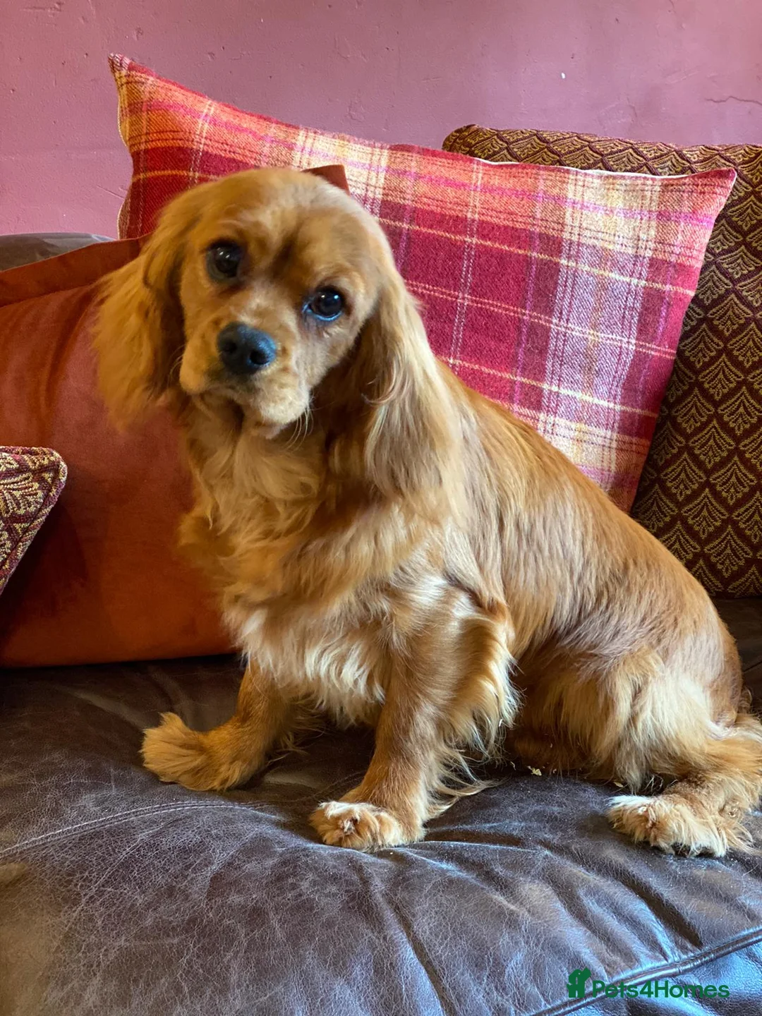 Cavalier King Charles Spaniel dogs for stud: STUNNING HEALTH TESTED KC CAVALIER KING CHARLES in Southampton - Advert 3