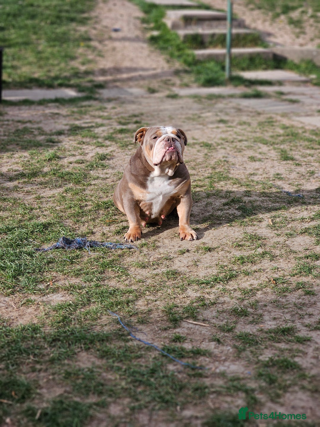 Mixed Breed dogs for sale: Micro exotic,s. - Advert 2