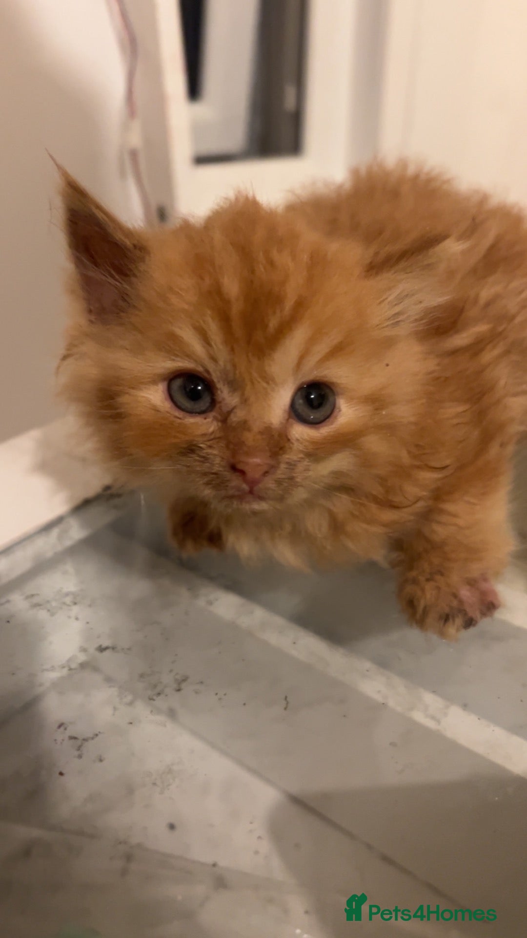 Mixed Breed cats for sale: 🐱 URGENT 8 weeks old — 3 Beautiful Kittens Ready - Advert 8