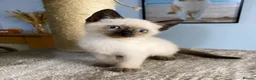Mixed Breed cats for sale: 1 male blue eyed colourpoint kitten - Advert 5