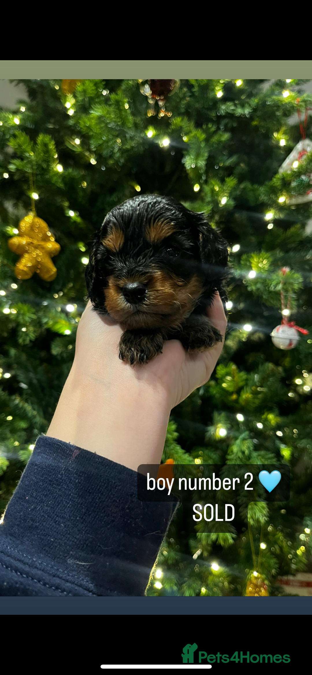 Cavapoo dogs for sale: Cavapoo puppies phantom Black and Tan  - Advert 4