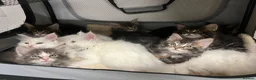 Maine Coon cats for sale: Stunning pedigree Maine coon kittens TICA  - Advert 5