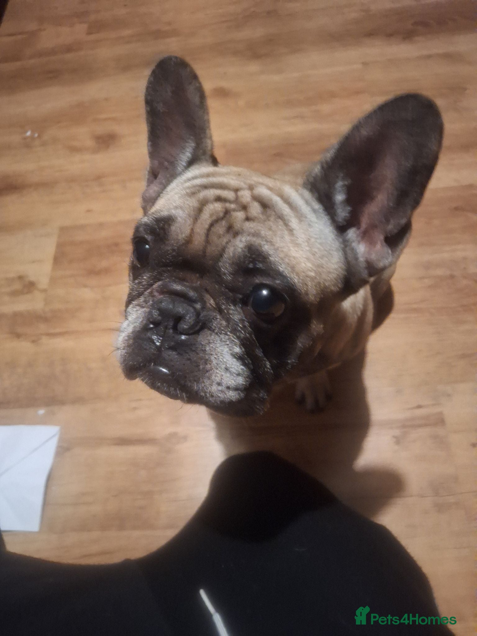 French Bulldog dogs Mr Rex - Advert 1
