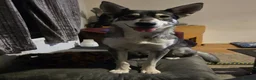 Mixed Breed dogs for sale: Northern Inuit cross American akita female  - Advert 10