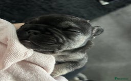 French Bulldog dogs for sale: French bulldog puppies  - Image 6