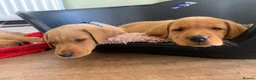 Labrador Retriever dogs for sale:  KC Labrador puppies   - Advert 23