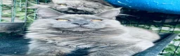 Maine Coon cats for sale: 💙*🦁*BLUE MAINE COON*💎*KITTENS*🦁*💙 - Advert 12