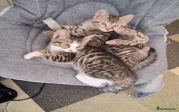 British Shorthair cats for sale: Silver Tabby Kittens  - Image 1