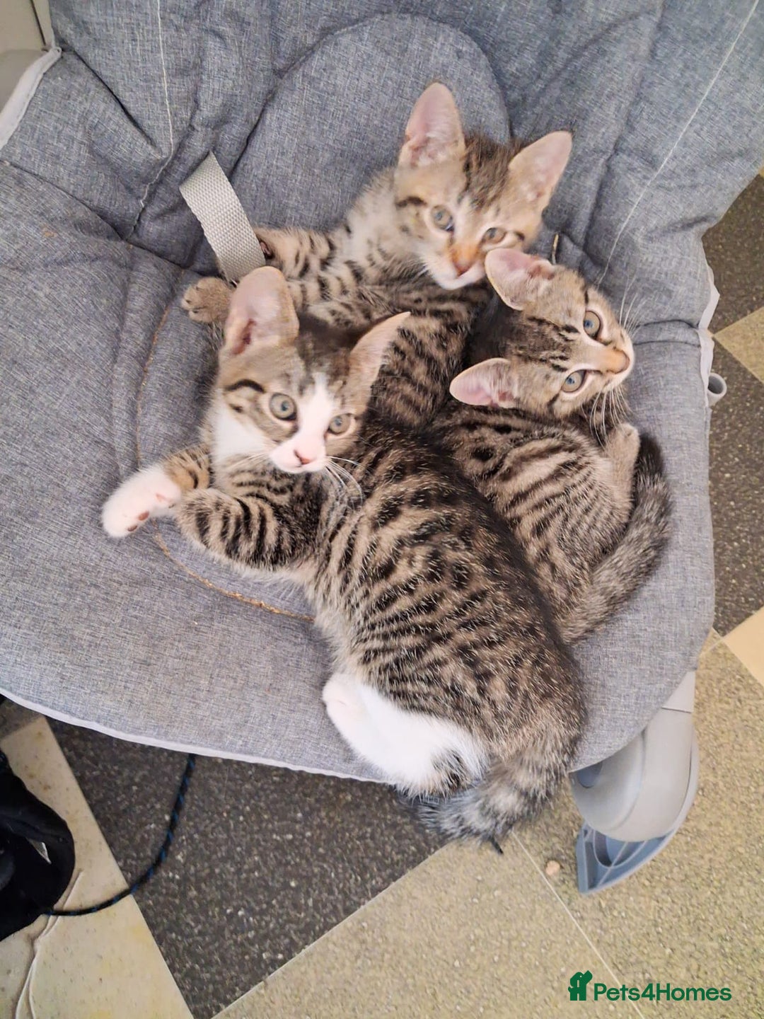 British Shorthair cats for sale: Silver Tabby Kittens  - Image 1