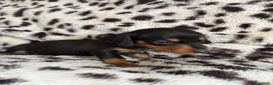 Black & Tan Boy