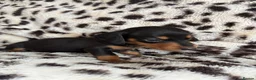 Miniature Dachshund dogs for sale: Gorgeous Smooth Haired Mini Dachshunds🐾 in Worcester - Advert 4