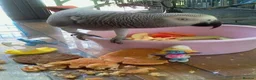 Parrots birds for sale: Tame African grey parrots in Cleckheaton - Advert 7