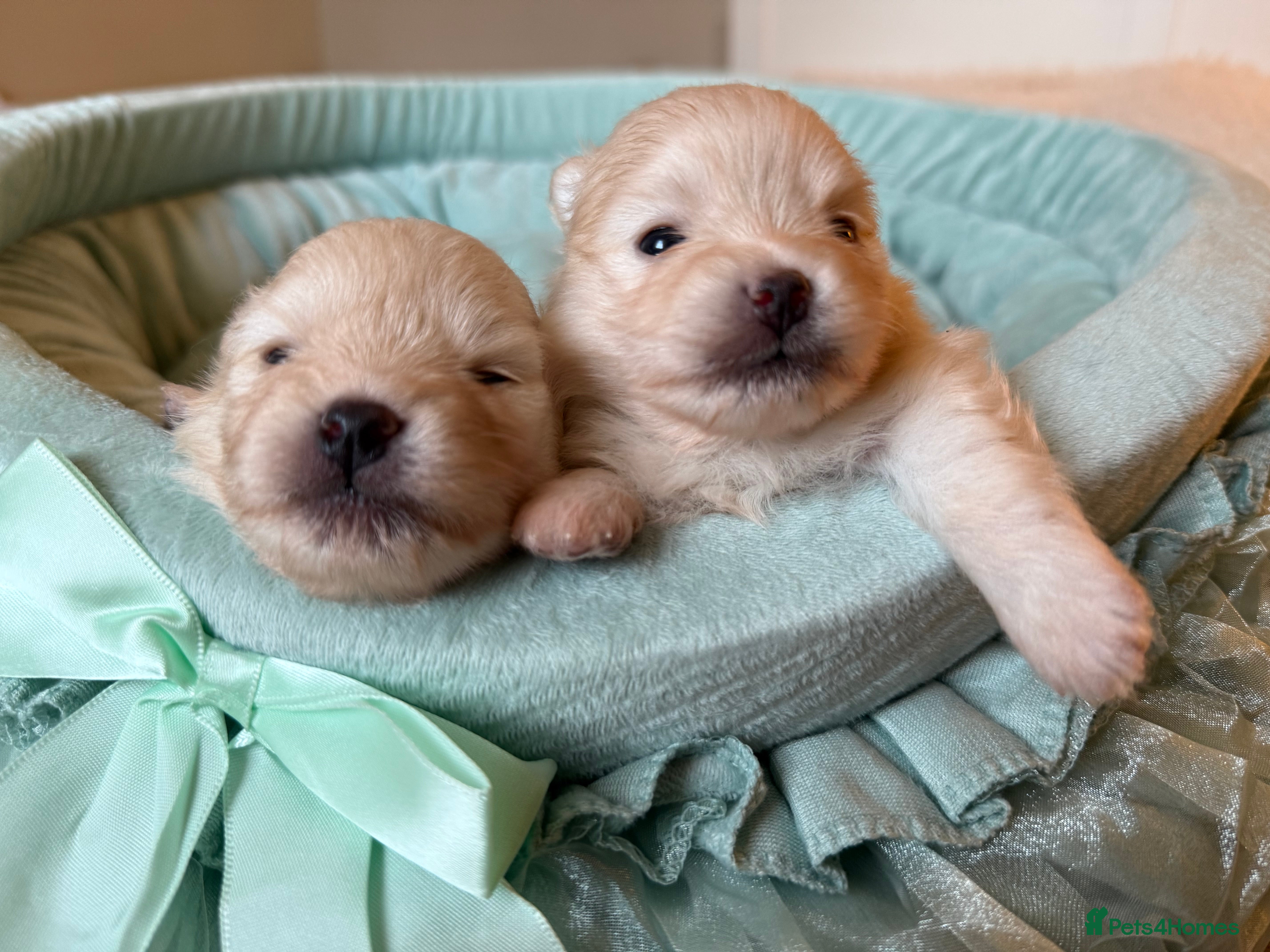 Pomeranian dogs Black and cream puppies - Advert 1