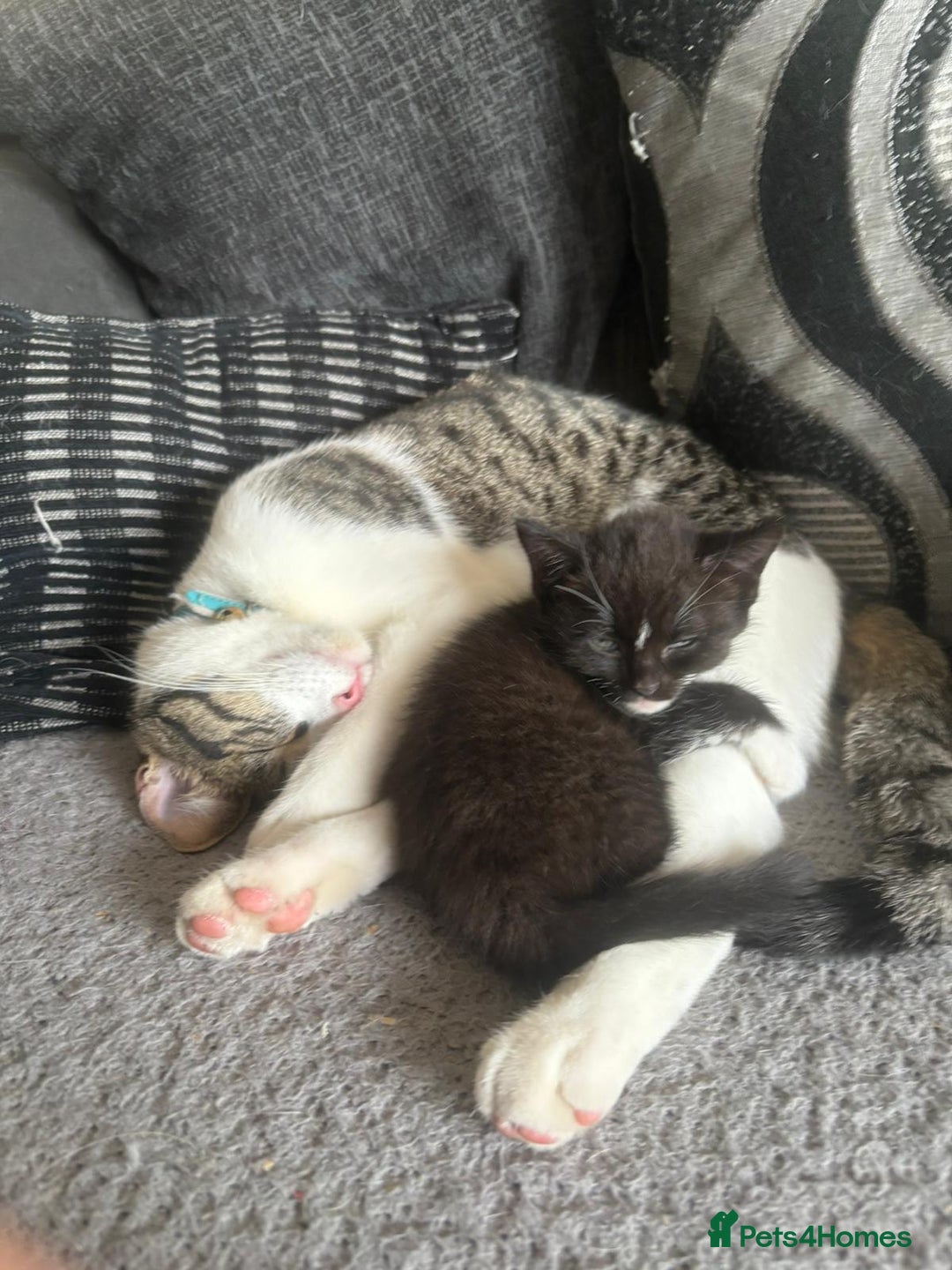 Mixed Breed cats for sale: Gorgeous Half ragdoll kittens - Image 11