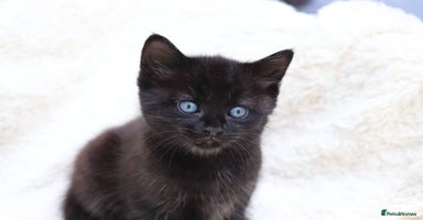 Mixed Breed cats - Advert 7