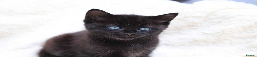 Mixed Breed Kitten 1