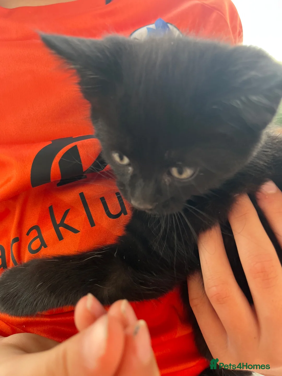 Mixed Breed cats for sale: Short haired kittens ready to go - Advert 5