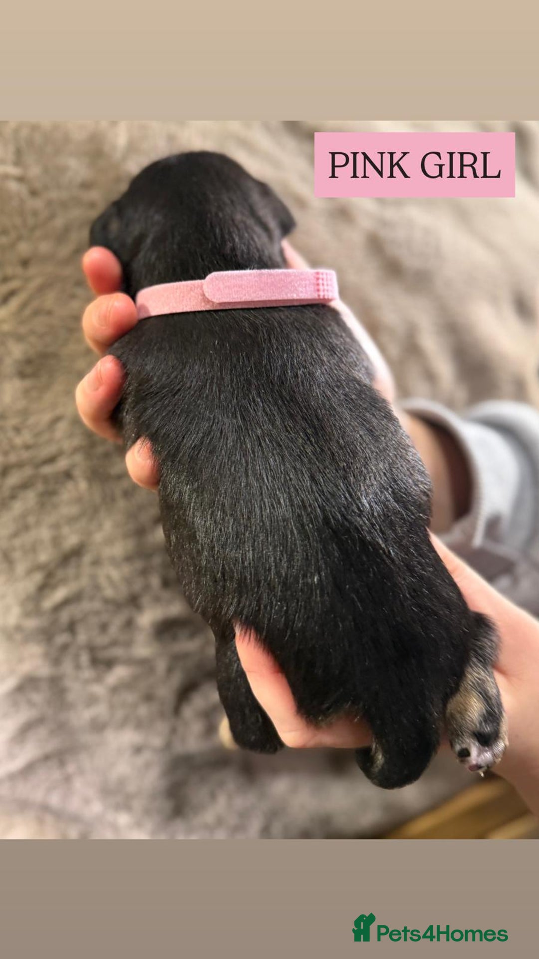 Jack Russell dogs for sale: Pure Breed special colour Jack Russells  - Advert 14