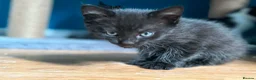 Mixed Breed cats for sale: 4 kitten looking for lovely home  - Advert 8