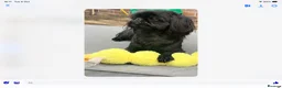 Shih Tzu dogs for stud: Beautiful Shih Tzu Boy for stud in Mansfield - Advert 3