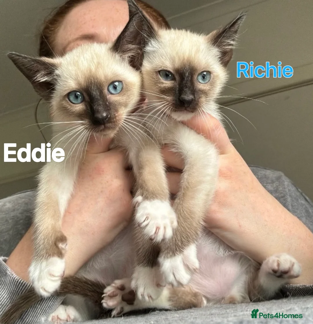 Ragamese cats for sale:    Gorgeous Ragamese Boys - Advert 1