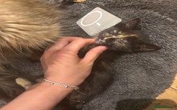 Mixed Breed cats for sale: black and tabby kittens looking for new home  - Image 17
