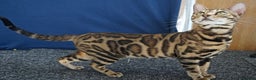 Bengal cats for sale: Superb Active Reg Bengal Girl - Advert 3