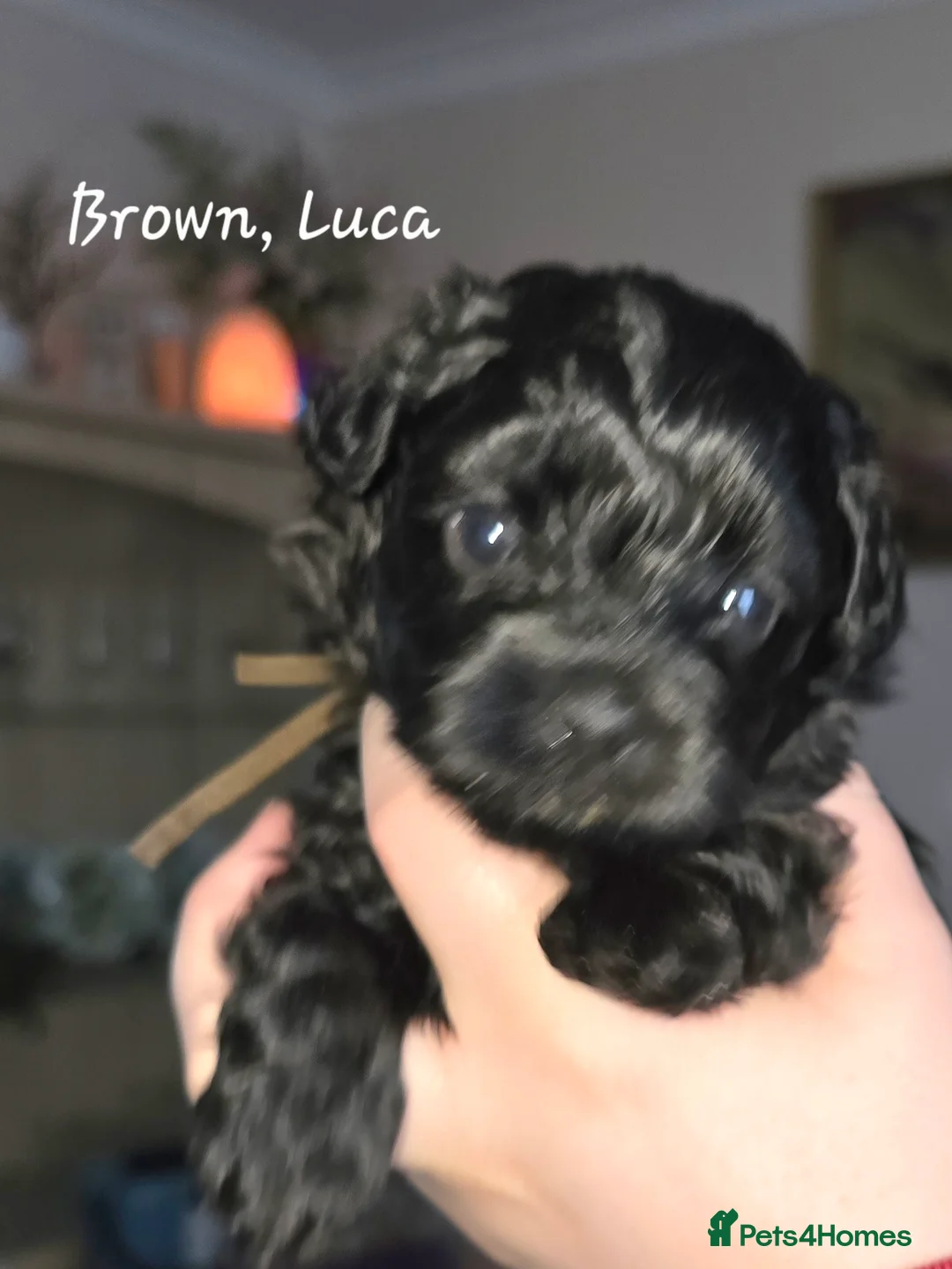 Havanese dogs for sale: The Dog of the 21st Century! in Haverfordwest - Advert 14