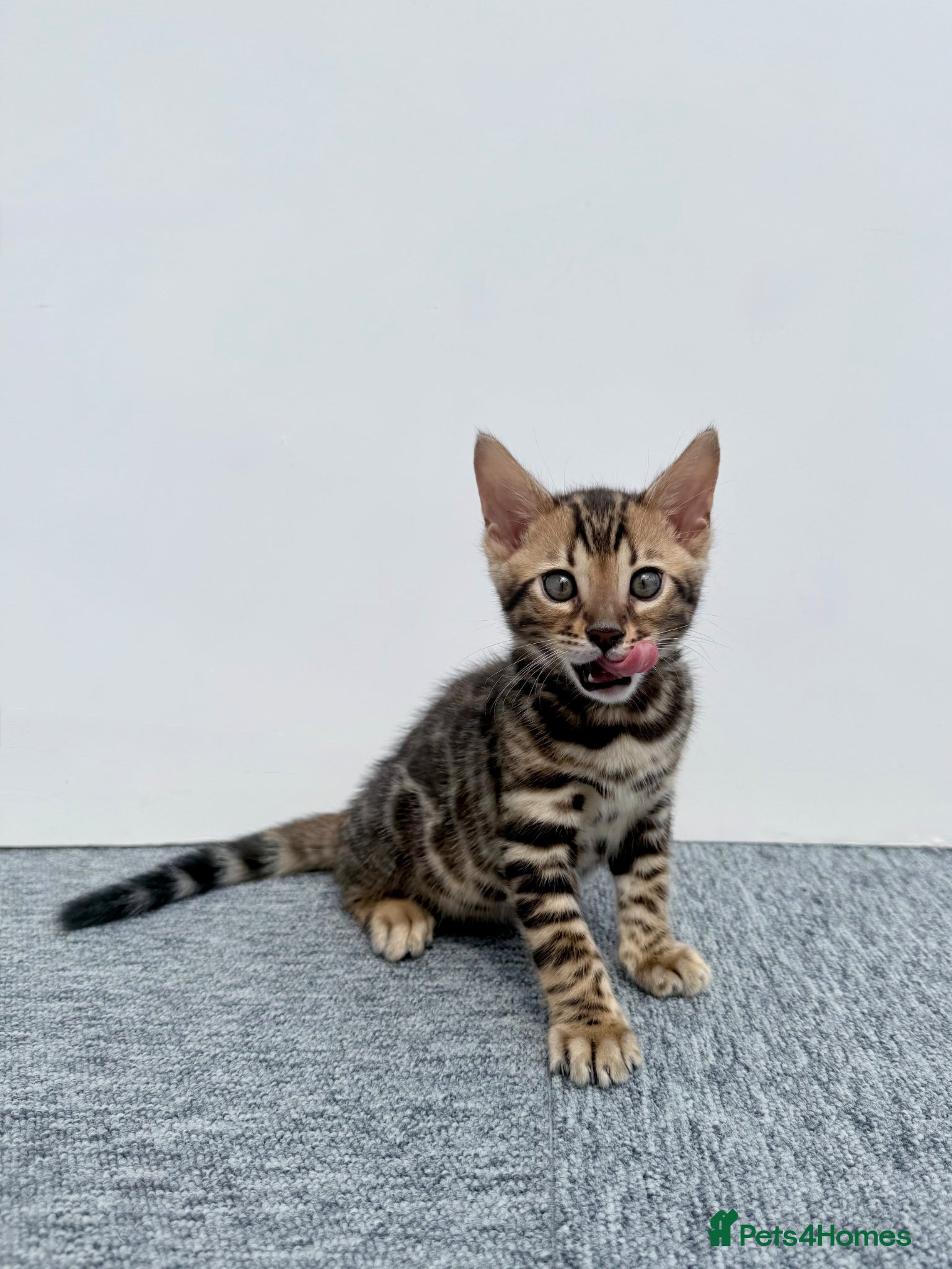 Bengal cats 🐾 Gorgeous Pure Breed Bengal Boy Kitten 🐾 - Advert 12