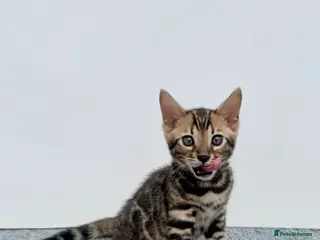 Bengal cats 🐾 Gorgeous Pure Breed Bengal Boy Kitten 🐾 - Advert 12