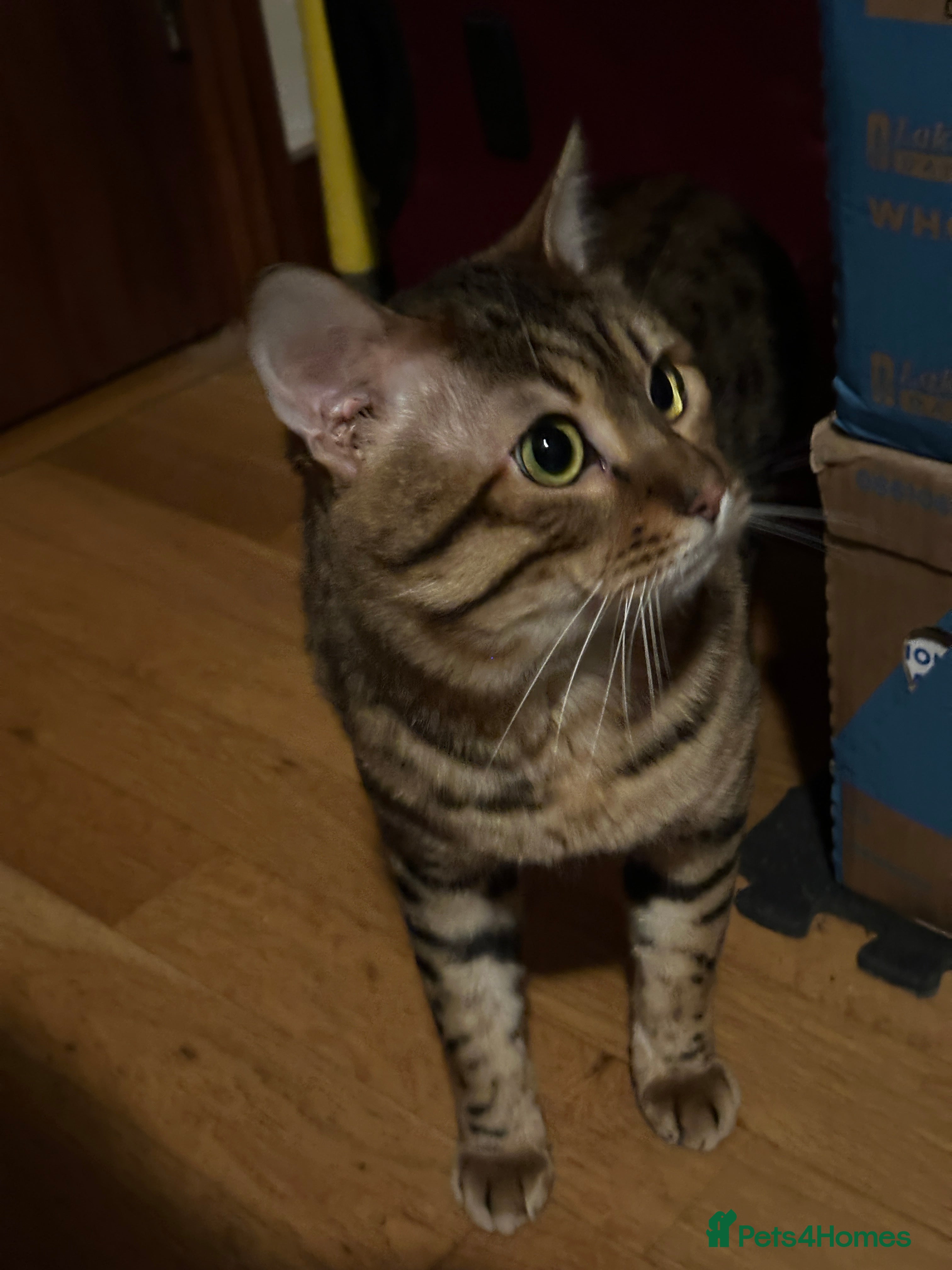 Bengal cats Bengal Male 2 Years Old – Friendly, Loving - Advert 1