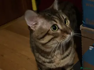 Bengal cats Bengal Male 2 Years Old – Friendly, Loving - Advert 2