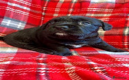 Mixed Breed dogs for sale: 🐶RARE FLUFFY BOODLE  - Advert 4