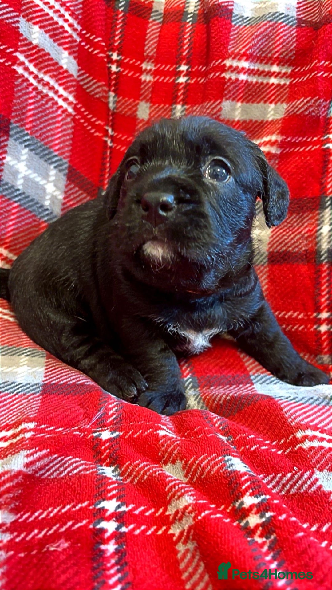 Mixed Breed dogs for sale: 🐶RARE FLUFFY BOODLE  - Advert 4