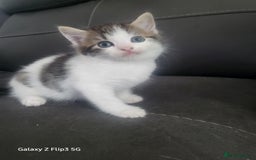 Domestic Shorthair cats for sale: Mixed litter domestic shorthair - Image 5
