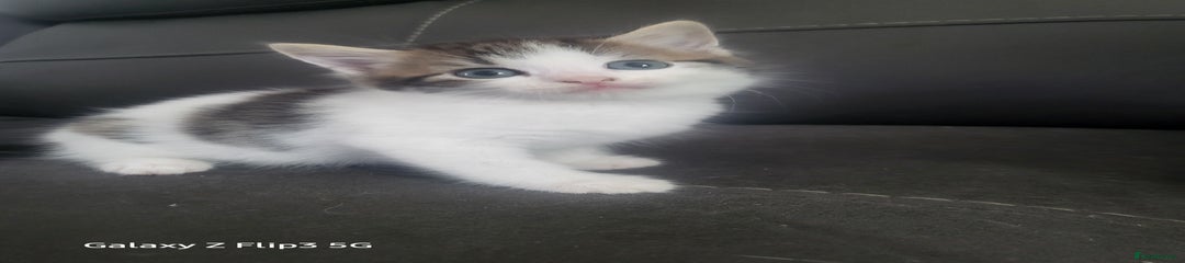 Domestic Shorthair Kitten 4