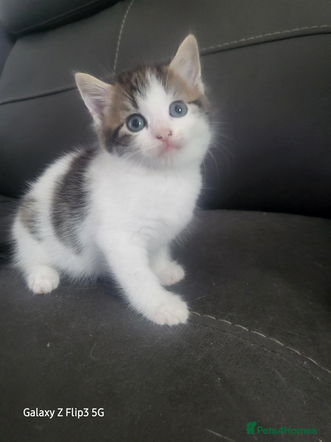 Domestic Shorthair cats for sale: Mixed litter domestic shorthair - Image 5