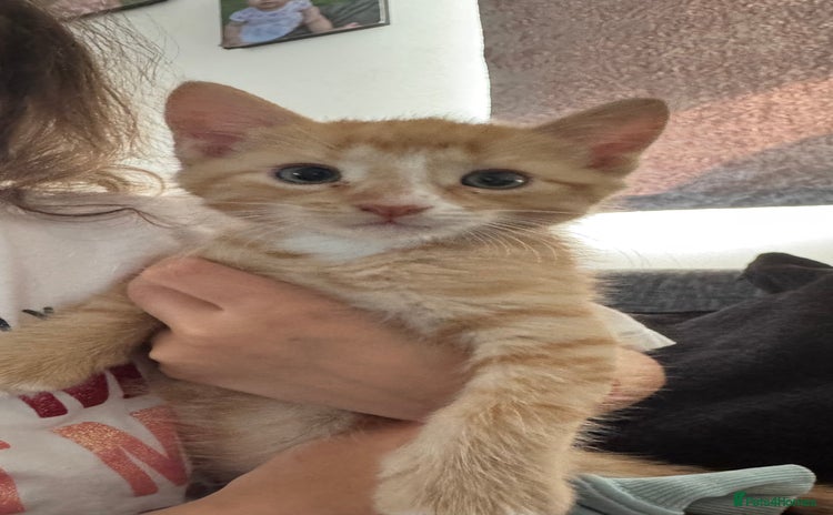 Domestic Shorthair cats - Advert 20