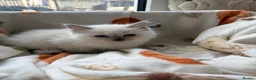 Ragdoll cats for sale: ✨ Beautiful GCCF Ragdoll Kittens from Serenity✨ - Advert 35