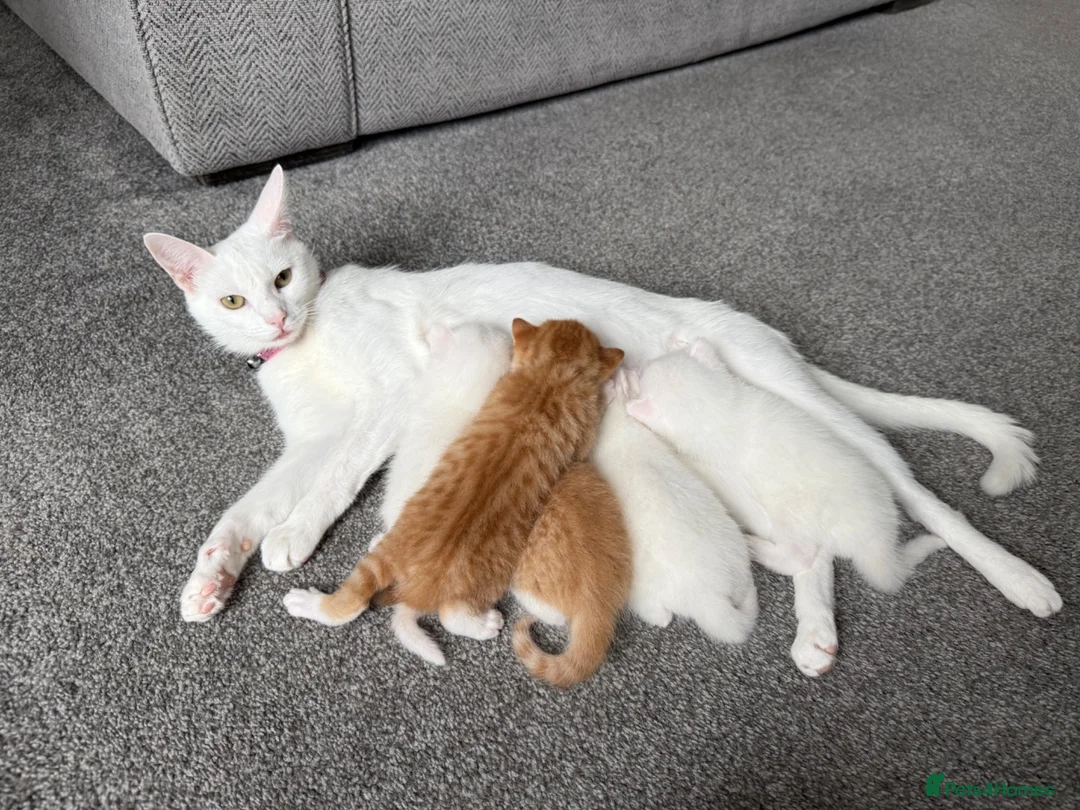 Mixed Breed cats for sale: ** last one ginger female left ** - Advert 2