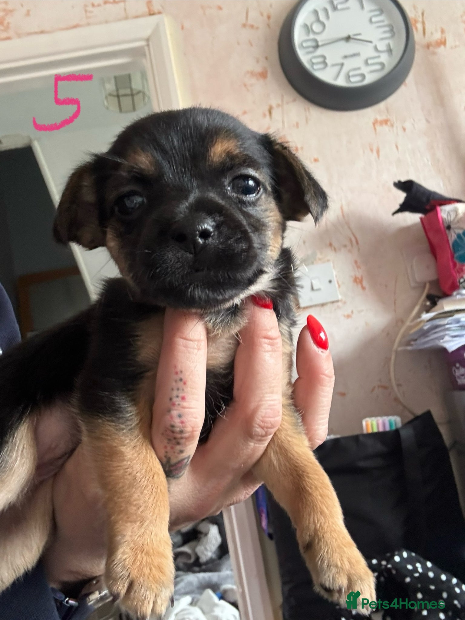 Mixed Breed dogs for sale: Cairmal X Jorkie puppies - Advert 7