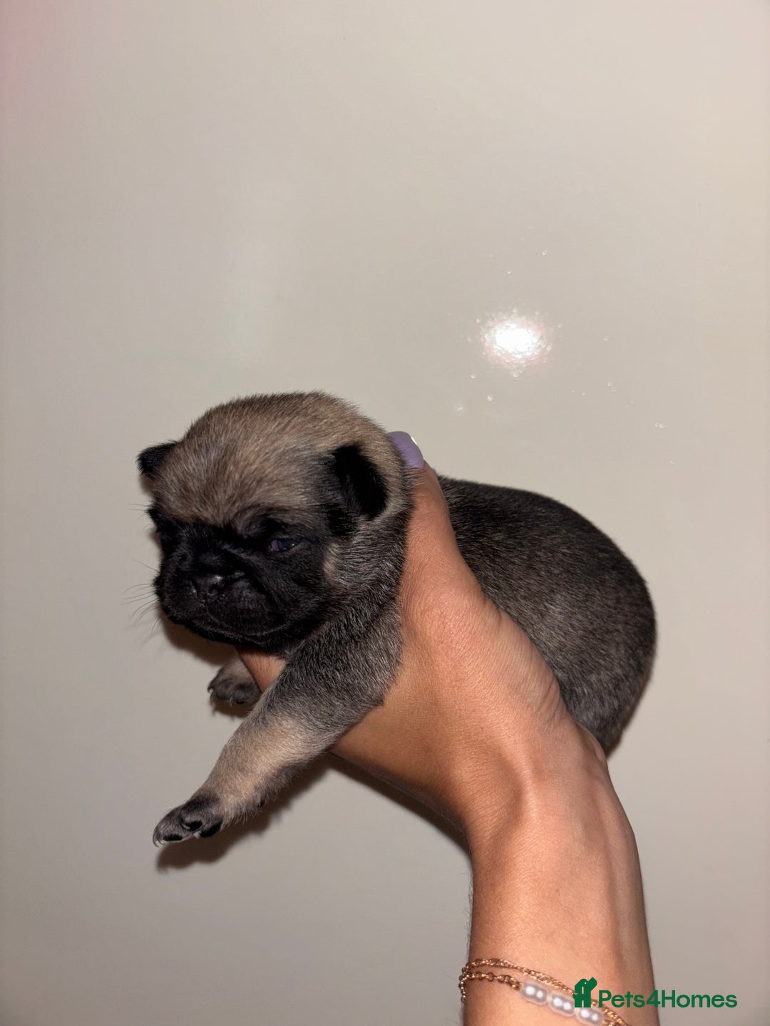 Pug dogs for sale: Beautiful kc registered Pug puppies - Image 6