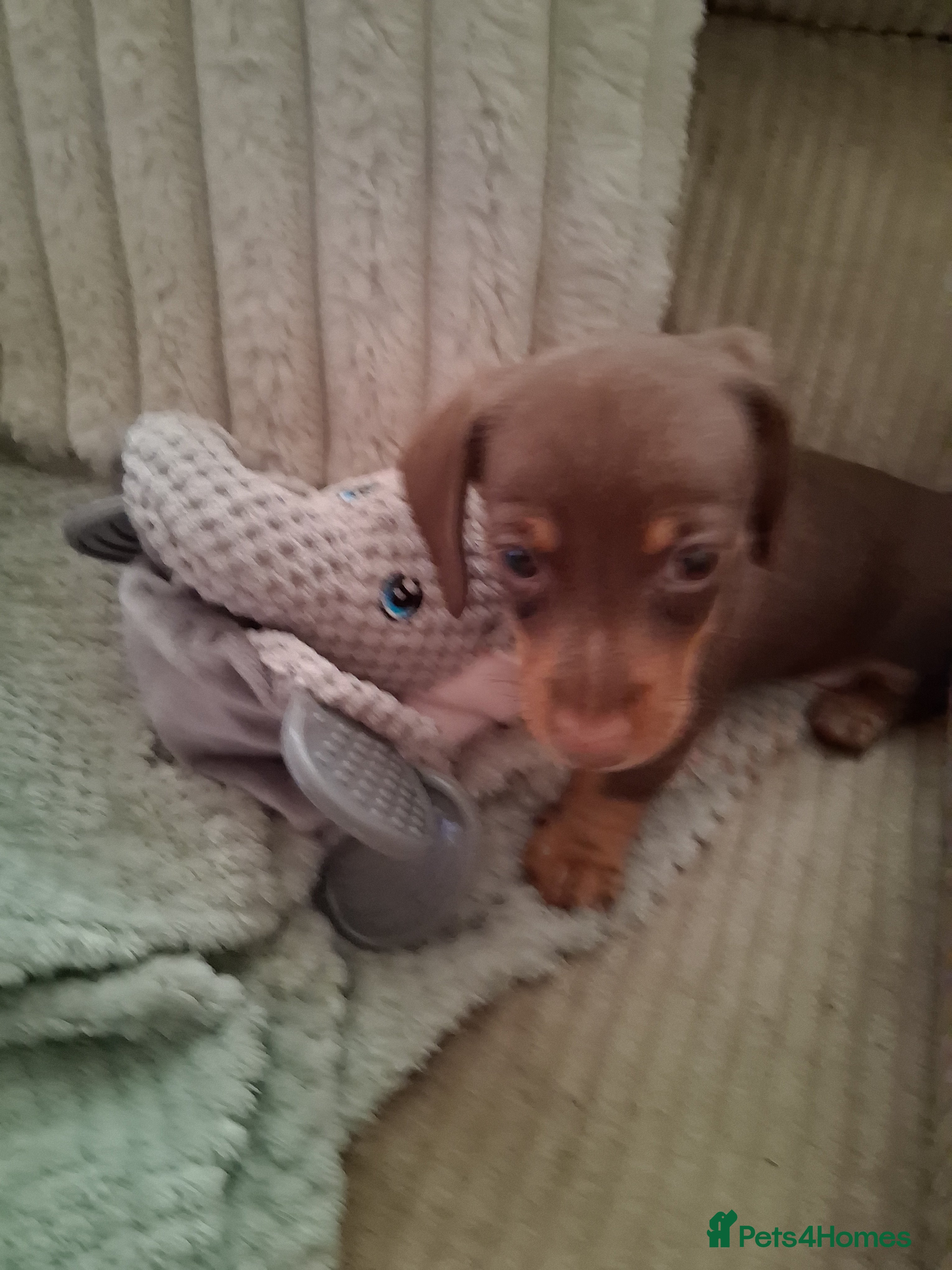 Miniature Dachshund dogs for sale: ONLY 1 BOY LEFT ,READY TO LEAVE THURSDAY 07/05/  - Advert 2