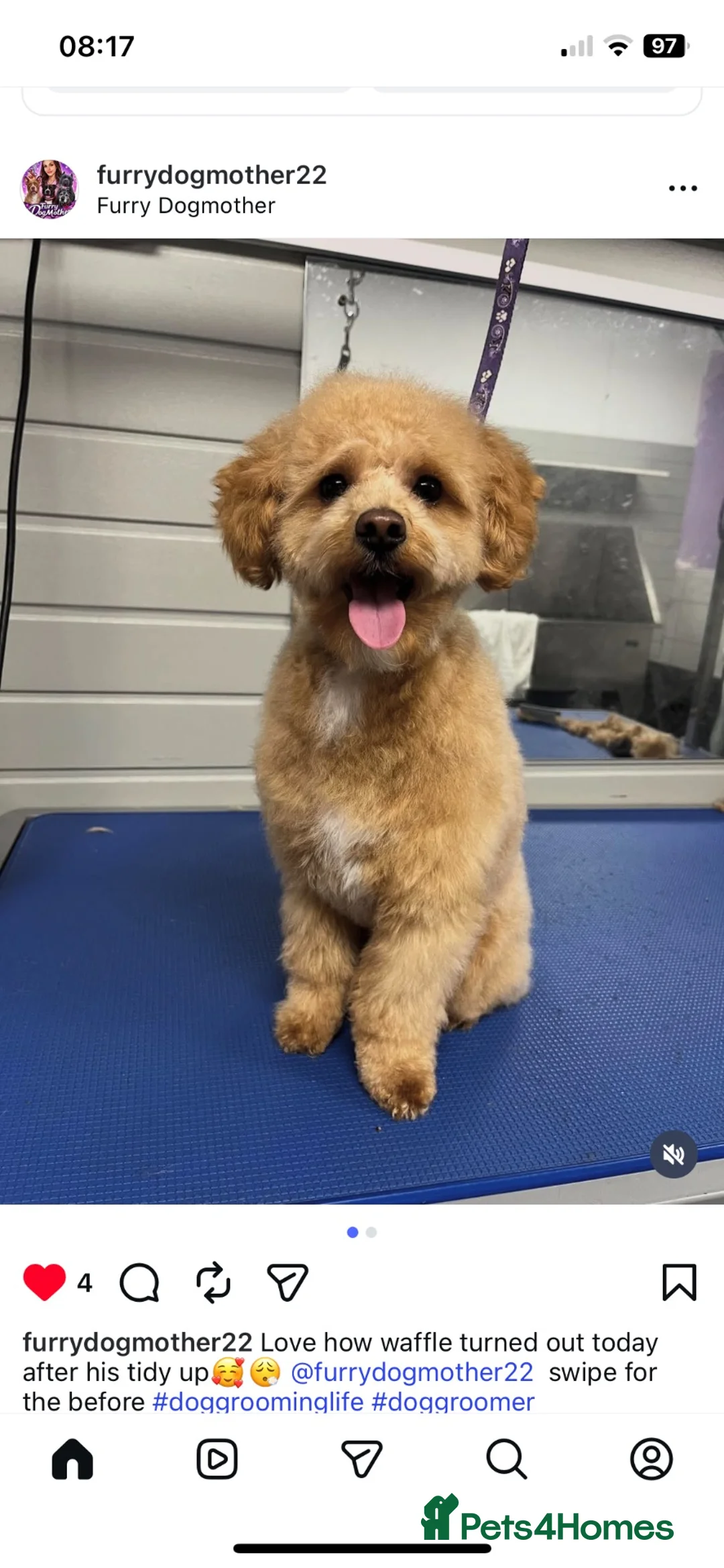 Maltipoo dogs for stud: Toy Maltipoo For Stud 🐶 in Manchester - Advert 2