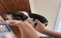 Beagle dogs for sale: Gorgeous beagles KC registered  - Image 12