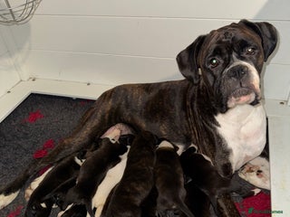 Boxer dogs Quality KC Boxer Puppies - Advert 17