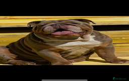 English Bulldog dogs for sale: Beautiful bulldog babies  - Image 11